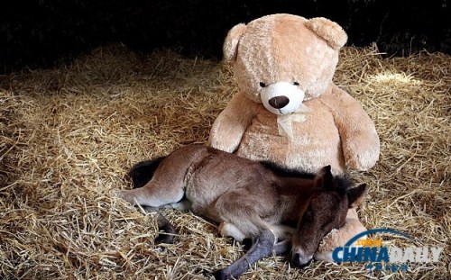 һ�ܴ��С���Բ����Ⱥ����Ĵ�������̩����