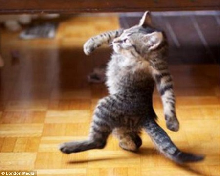 û����è��