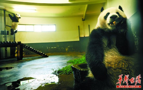 6月17日,大熊猫“二喜”和“娅韵”安家长沙市生态动物园。记者 李丹摄 6月17日,大熊猫“二喜”和“娅韵”安家长沙市生态动物园。记者 李丹摄