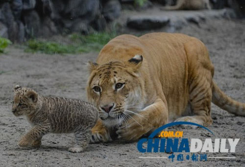 С�һ��������Ѿ��ɳ������Կ�ʼ̽����Χ�Ļ�����