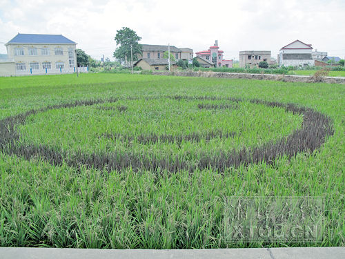 湘乡市东郊乡浒洲村的稻田中出现一张“笑脸”(记者 欧阳铁强 摄) 湘乡市东郊乡浒洲村的稻田中出现一张“笑脸”(记者 欧阳铁强 摄)