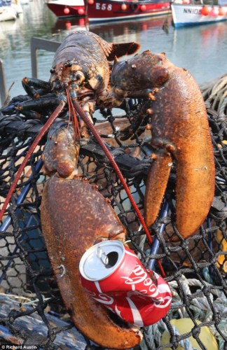 ����Ϻ���峤ԼΪ0.76�ס��ݹ��ƣ�����������Ϊ60�ꡣ