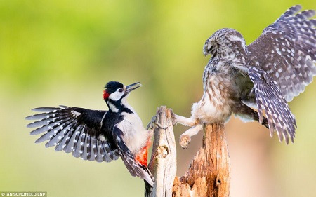 ��ľ������ճ����ë����Ӱʦ�²��������������Ƹ�С�^һ��