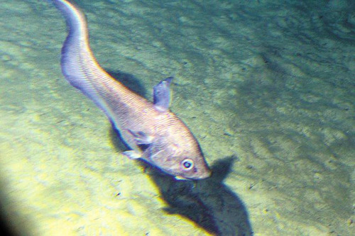 ��3300�����ɽ���Ϸ��ֵ�1�׶೤�����