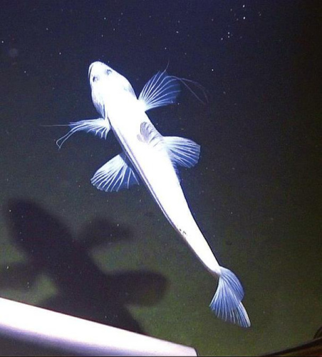 不知名的白色深海鱼7月7日,"蛟龙"号在"蛟龙海山"区开展第3次科学下潜