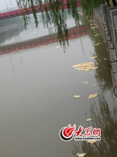 河道上随处可见黄色的泡沫状垃圾。 河道上随处可见黄色的泡沫状垃圾。