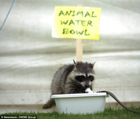 ǰ�������͡���С���