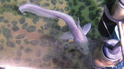 �������β��