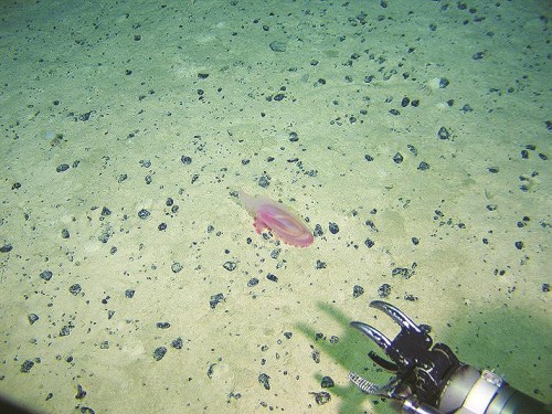 ��е�ֲ�׽�ۺ�ɫ����