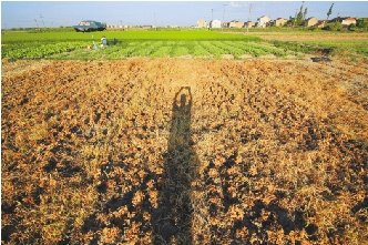 ���˸����߲˿���