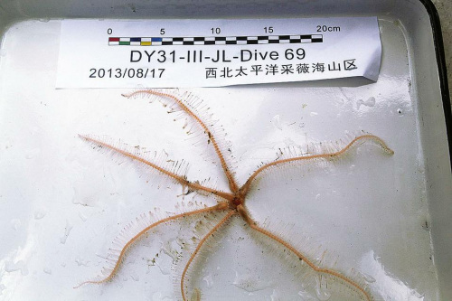 六腕海星样品 六腕海星样品