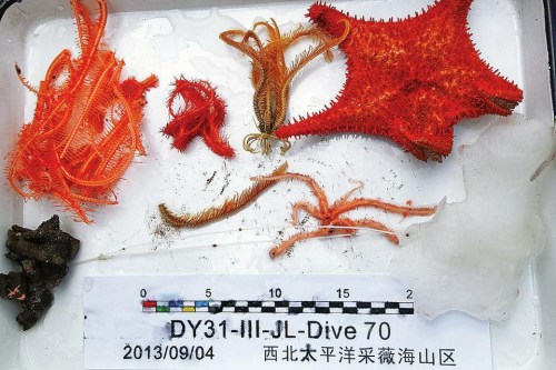 ɫ�������ĺ��ǡ��������Ʒ