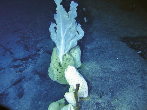 ���׺���