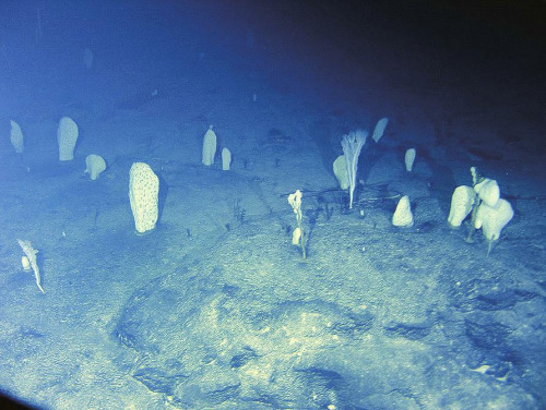 ���׺�����