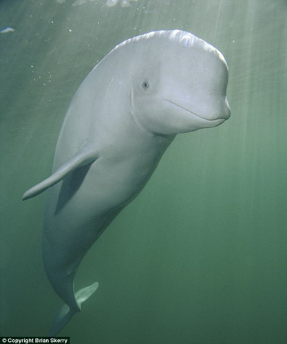 ���ô󸽽�����İ׾���