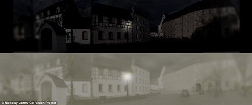 ��ҹ����è�ƶ��������������������6-8����