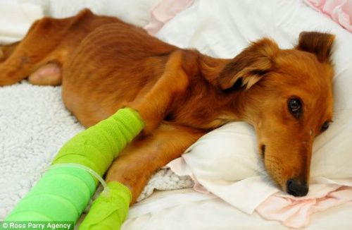 ���ض��ﱣ�������ƣ����ڷ�����Ŀǰ���ڴ��ڿ����Ĺ����С�