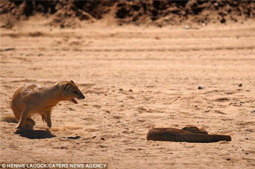 è�����ſ���ͣ��ڳ���������������׽�������ߡ�