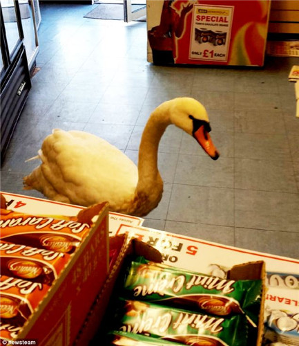 一只大胆白天鹅闯入英国一家商店“抢食”,尽享店内薯片美味。 一只大胆白天鹅闯入英国一家商店“抢食”,尽享店内薯片美味。