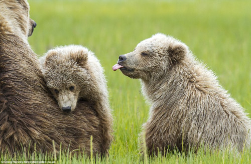 一只小熊喜欢跟妈妈窝在一起，遭到了小伙伴的吐舌“嘲笑”