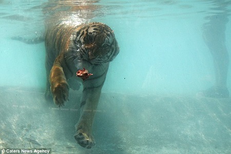 �������󲿷�è�ƶ��ﲻͬ���ϻ���������ˮ�����һ�����Ӿ����