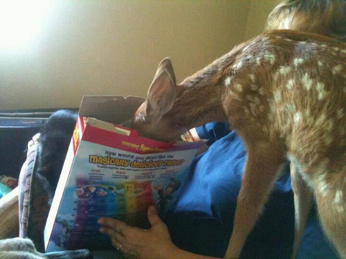 ��ֻС¹Ҫ�Լ�����ʳ��