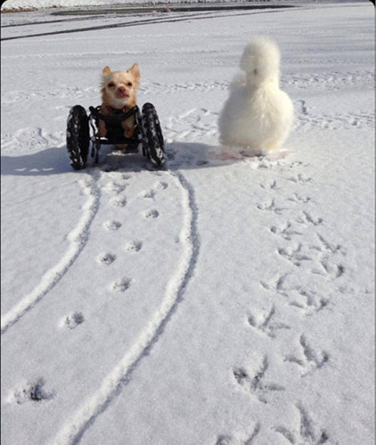 ��λ�����ѵ�һ����ѩ����ˣ��