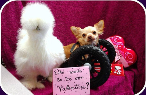 ��λͬ��һ�����ĸ����˽���Ƭ���ڴ��ҵ��氮��