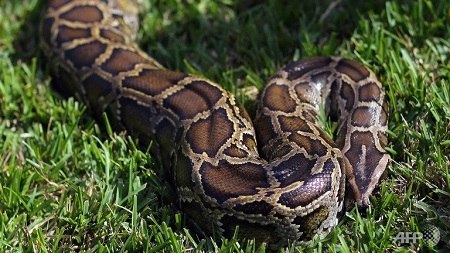 蟒蛇(资料图) 蟒蛇(资料图)