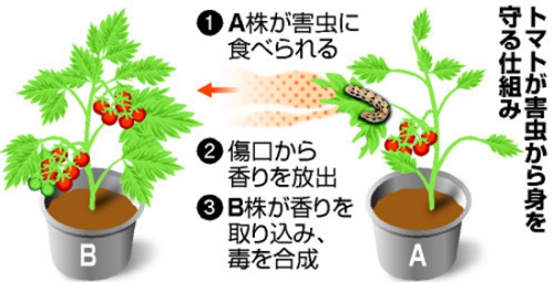 日本科学家揭示植物用气味传递虫害信息的成因 日本科学家揭示植物用气味传递虫害信息的成因