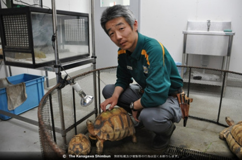 日本成功繁育珍稀蛛网龟 日本成功繁育珍稀蛛网龟