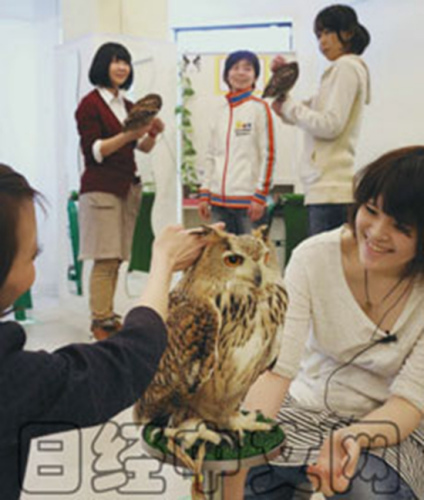 猫头鹰咖啡店 猫头鹰咖啡店