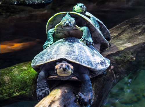 ��ֻ�ڹ��Ŷӹ���ľ�ţ���ͷ���ڹ�ͻȻ����һ����ɲ����������ڹ�û��Ӧ���������֡����Ŷ³����� 