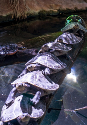 ����ֻ�ڹ���֡���ͨӵ�¡��󲻾ã���������һ��������ֻ�ڹꡣ 