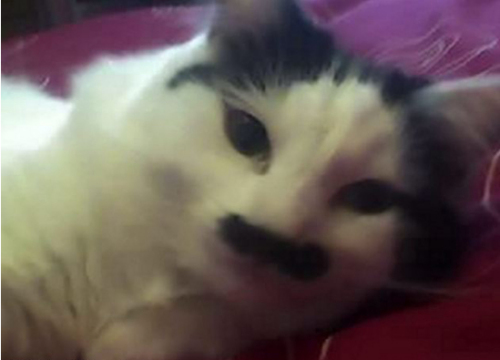 ͼΪ����ǰ�İ��ȡ�ʷ����˵��������С�ͳ�����ϣ���գ�����ʵ�Ϻܵ�С��