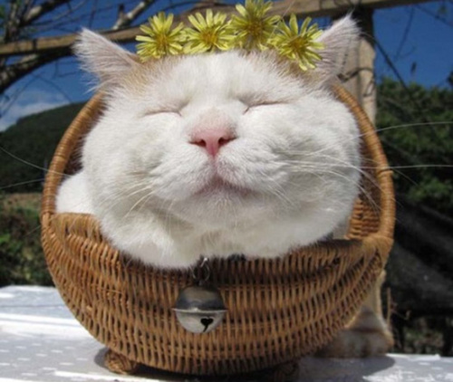 日本猫叔爱卖萌淡定微笑照引网友热情图