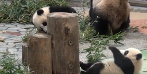 ����ر㲻�������ֵ��£�ˤ���Ľų���