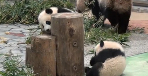 ��������һ�����ϵĻң�������Сľ׮