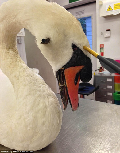 ����ǰ���������Σ