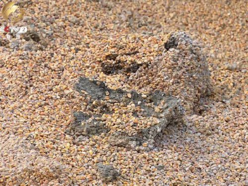 玉米贸易流通陷入困境粮商亏本粮食发霉组图3