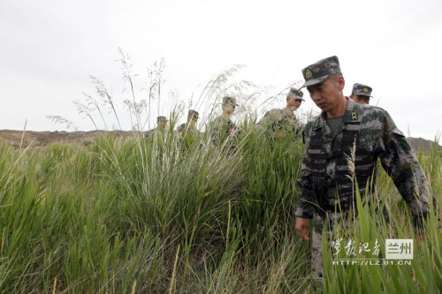 穿越茂密的草丛 穿越茂密的草丛