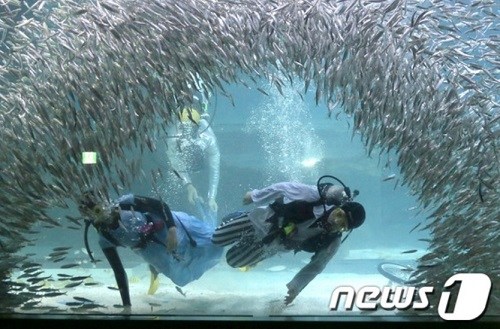 韩国首尔水族馆2万沙丁鱼与人共舞,演绎“水下救公主”(网页截图) 韩国首尔水族馆2万沙丁鱼与人共舞,演绎“水下救公主”(网页截图)