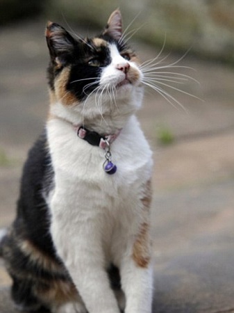 年度“英雄猫”“克利奥” 年度“英雄猫”“克利奥”