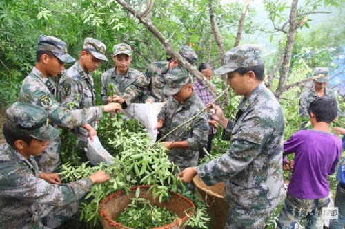 图为救灾官兵帮助受灾群众抢收花椒。张金华 摄 图为救灾官兵帮助受灾群众抢收花椒。张金华 摄