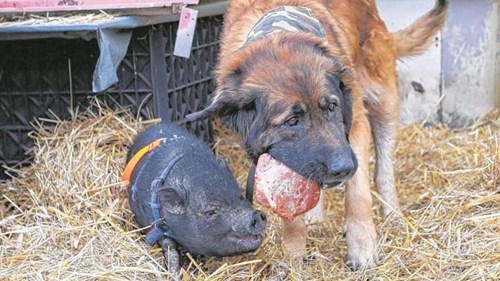 家犬救下野猪。 家犬救下野猪。