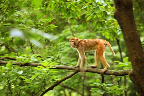 ר����Ϊ��⨺���Ȼ���ʺ���Ϊ����������