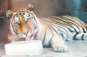 资料图:老虎吃冰块降温。 资料图:老虎吃冰块降温。