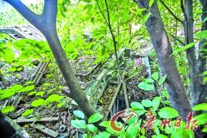 李小龙祖居的屋顶荒草丛生。 李小龙祖居的屋顶荒草丛生。