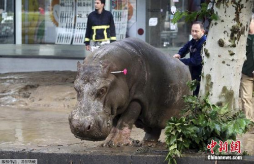 格鲁吉亚首都动物园遭洪水冲毁,大批猛兽跑出。图为警方使用麻醉枪对付在外流窜的河马。 格鲁吉亚首都动物园遭洪水冲毁,大批猛兽跑出。图为警方使用麻醉枪对付在外流窜的河马。