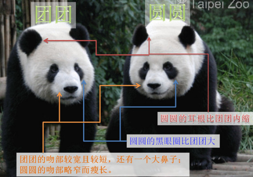 团团、圆圆在耳根及面部的不同。(图片及资料来源:台北大猫熊保育网) 团团、圆圆在耳根及面部的不同。(图片及资料来源:台北大猫熊保育网)